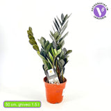 Planta Norocului (Zamioculcas Zamiifolia) Raven, 3  tulpini/ghiveci, planta de apartament cu frunze negre lucioase, rezistenta umbra, udare rara - 50 cm