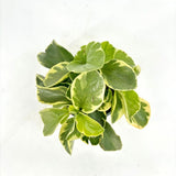 Planta de Cauciuc (Peperomia Variegata), planta de interior cu frunze variegate carnoase - 20 cm