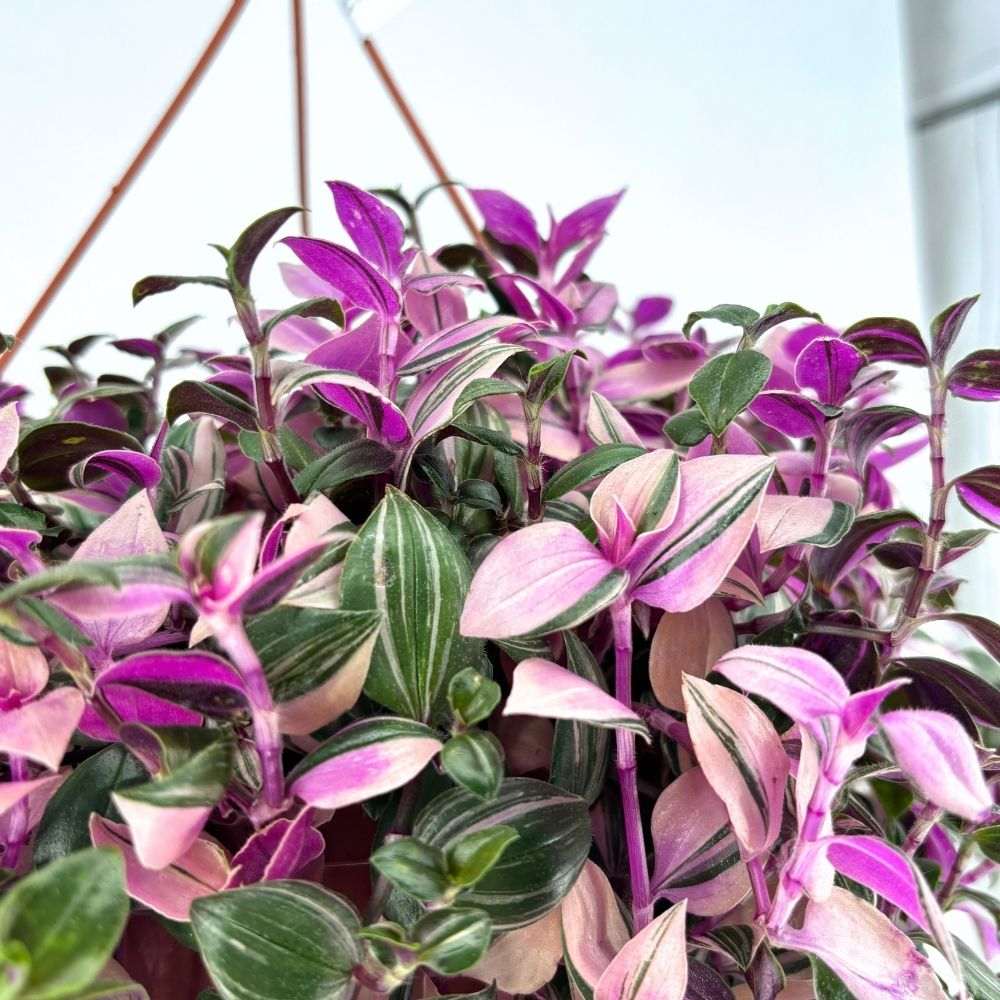 Tradescantia Fluminensis Quadrocolor, 20 cm, planta de interior curgatoare