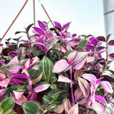 Tradescantia Fluminensis Quadrocolor, 20 cm, planta de interior curgatoare
