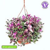 Tradescantia Fluminensis Quadrocolor, 20 cm, planta de interior curgatoare