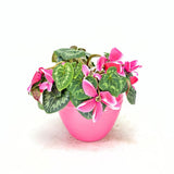 Floarea Cyclamen Lovely Moments, planta de interior cu flori delicate bicolor si frunze decorative - 20-/0 cm
