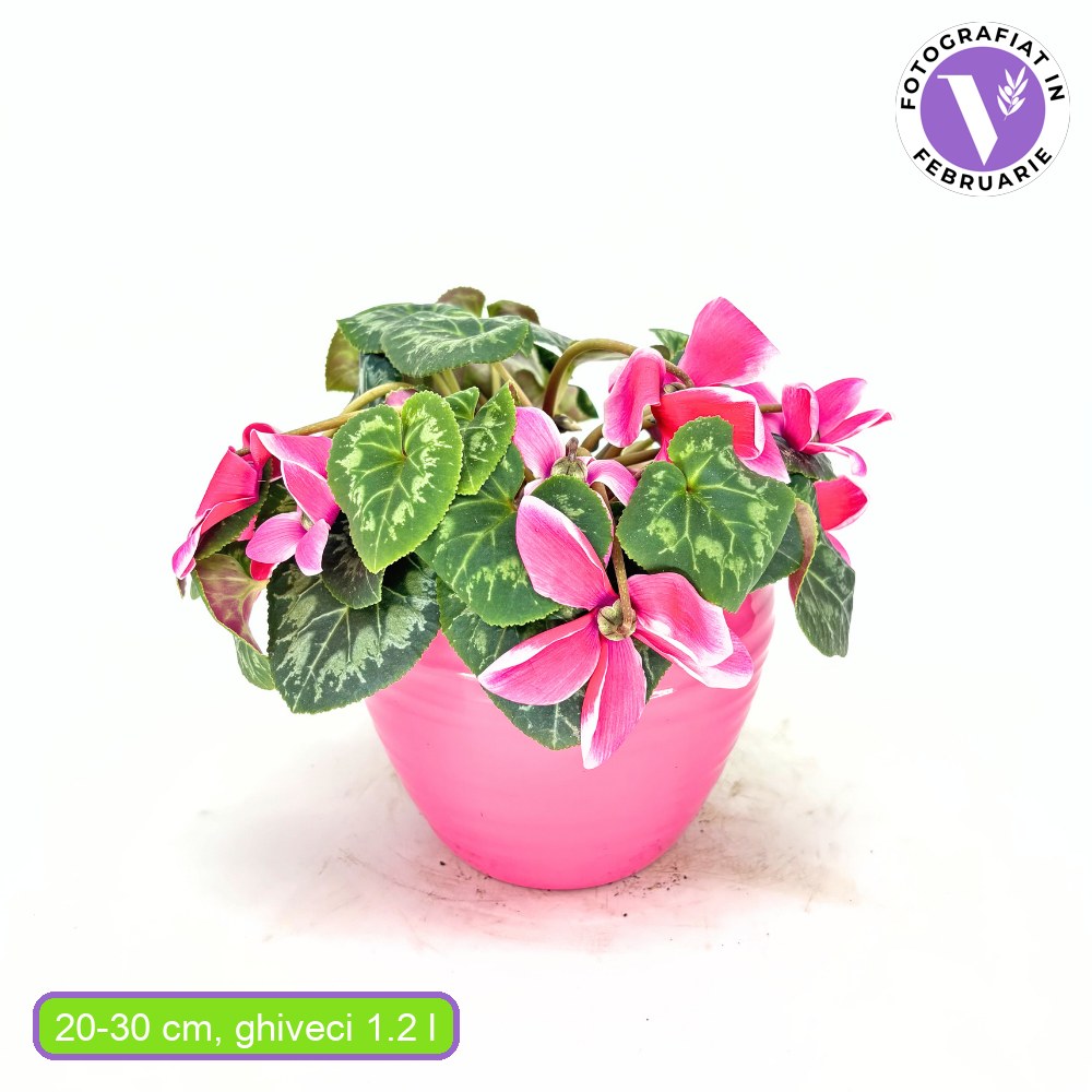 Floarea Cyclamen Lovely Moments, planta de interior cu flori delicate bicolor si frunze decorative - 20-/0 cm