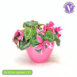 Floarea Cyclamen Lovely Moments, planta de interior cu flori delicate bicolor si frunze decorative - 20-/0 cm