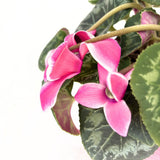 Floarea Cyclamen Lovely Moments, planta de interior cu flori delicate bicolor si frunze decorative - 20-/0 cm