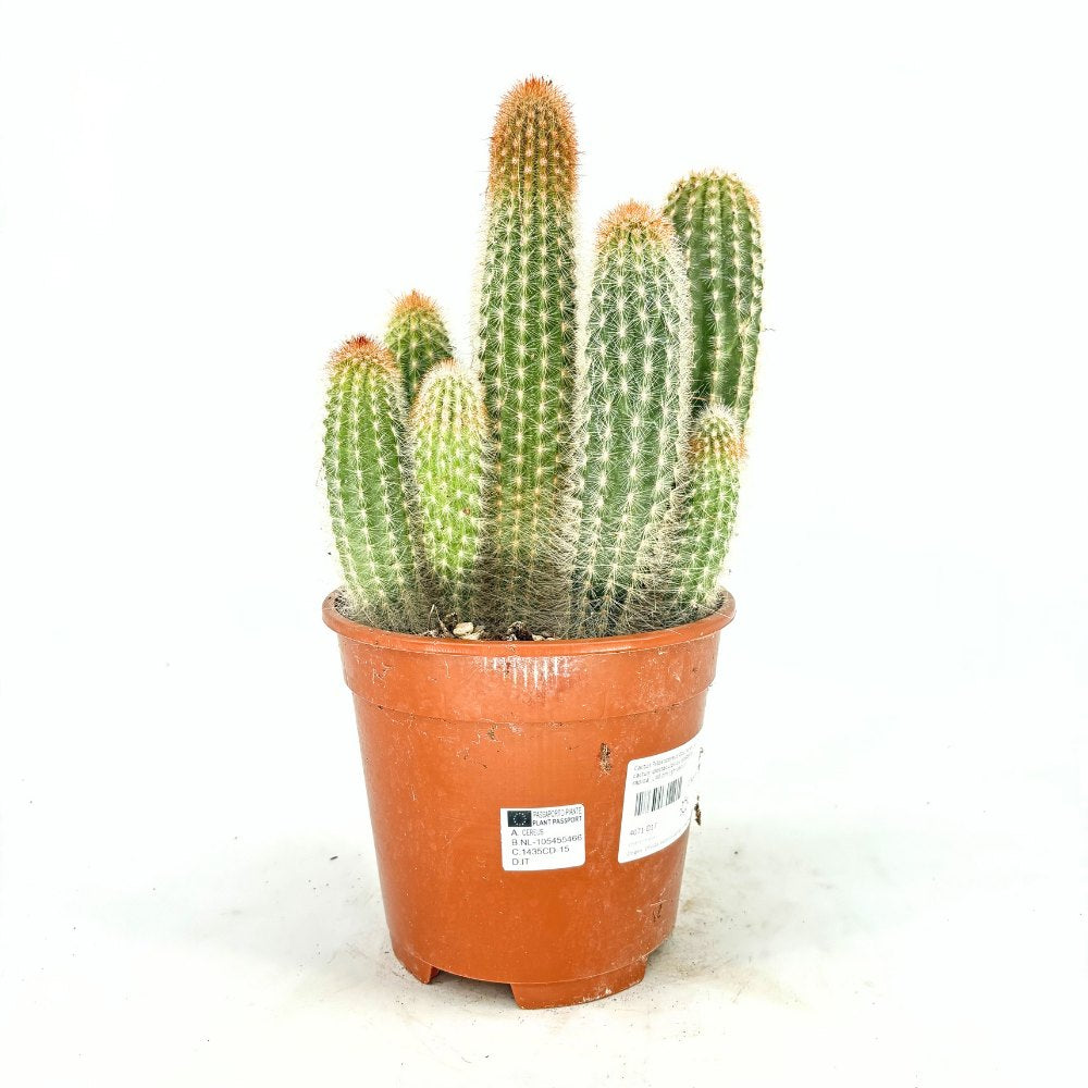 Cactus Pilosocereus Gounellei, 40 cm, cactus albastru columnar, planta suculenta exotica interior, cactus decorativ rezistent