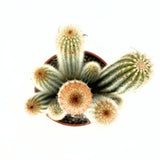 Cactus Pilosocereus Gounellei, 40 cm, cactus albastru columnar, planta suculenta exotica interior, cactus decorativ rezistent