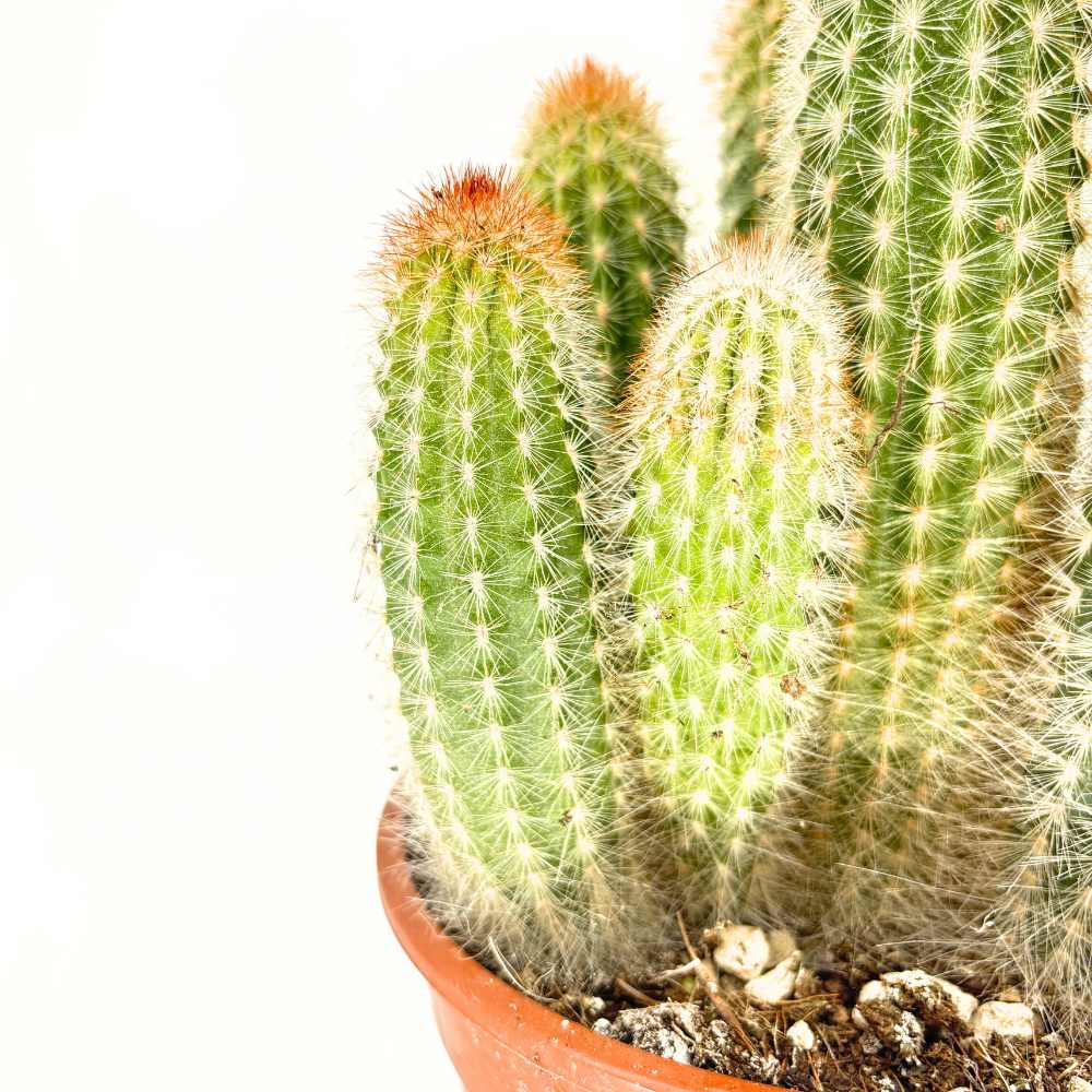 Cactus Pilosocereus Gounellei, 40 cm, cactus albastru columnar, planta suculenta exotica interior, cactus decorativ rezistent
