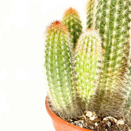 Cactus Pilosocereus Gounellei, cactus albastru columnar, planta suculenta exotica interior, cactus decorativ rezistent - 40 cm