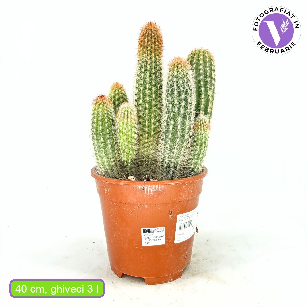 Cactus Pilosocereus Gounellei, 40 cm, cactus albastru columnar, planta suculenta exotica interior, cactus decorativ rezistent