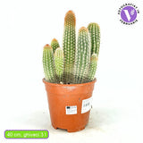 Cactus Pilosocereus Gounellei, 40 cm, cactus albastru columnar, planta suculenta exotica interior, cactus decorativ rezistent