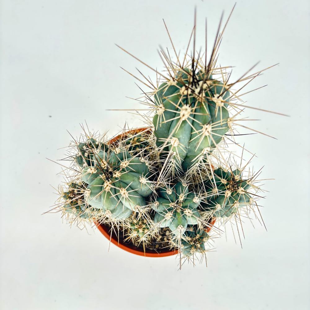 Cactus Cereus peruvianus Florida, 40 cm, cactus columnar compact, planta suculenta decorativa interior, cactus exotic usor de intretinut