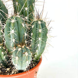Cactus Cereus peruvianus Florida, 40 cm, cactus columnar compact, planta suculenta decorativa interior, cactus exotic usor de intretinut