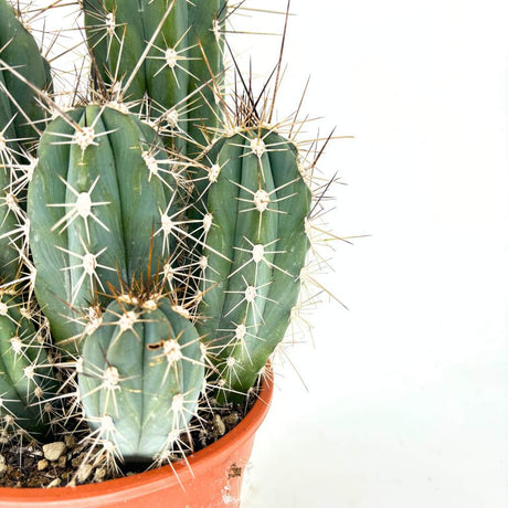 Cactus Cereus peruvianus Florida, cactus columnar compact, planta suculenta decorativa interior, cactus exotic usor de intretinut - 40 cm