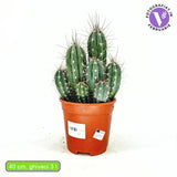 Cactus Cereus peruvianus Florida, 40 cm, cactus columnar compact, planta suculenta decorativa interior, cactus exotic usor de intretinut