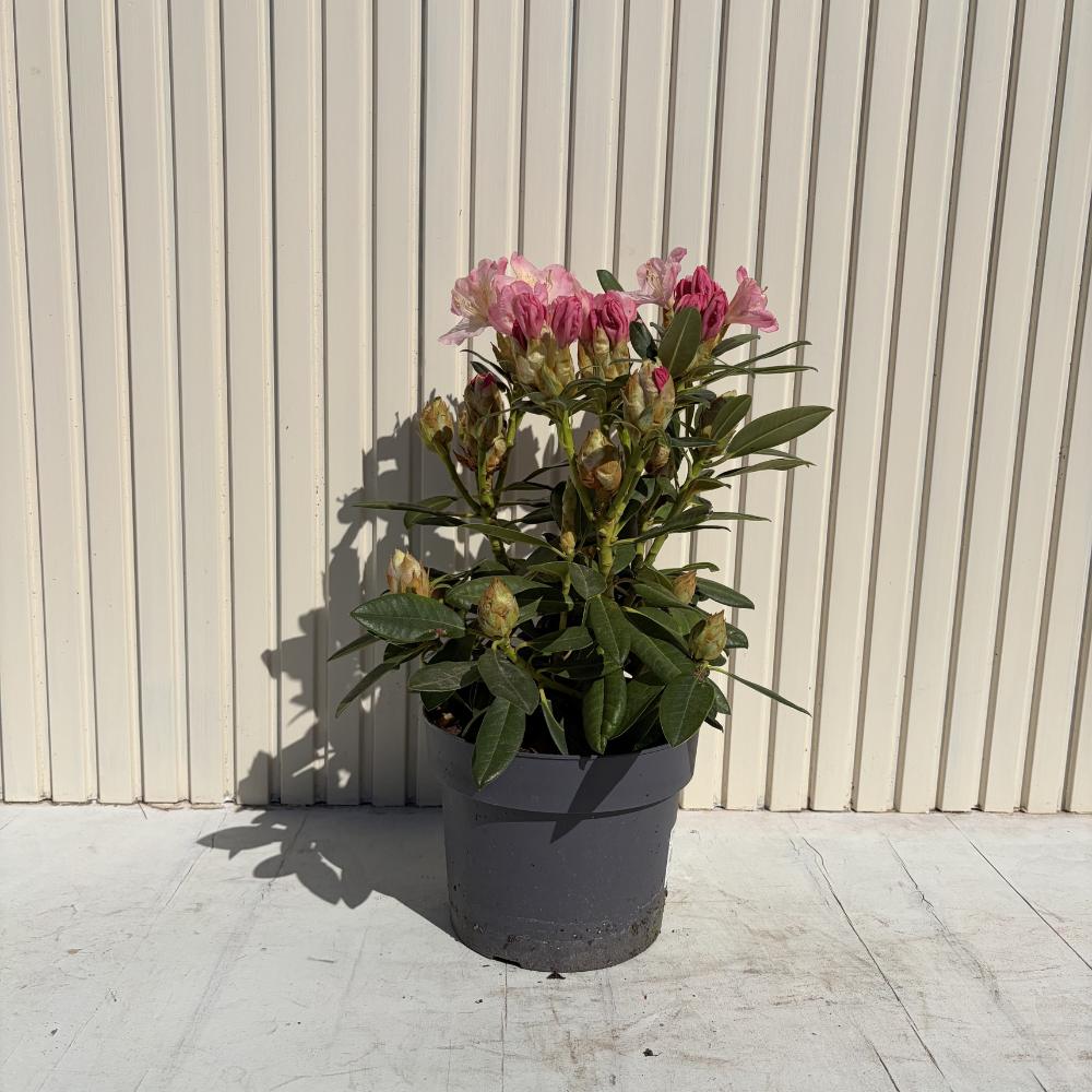 Azaleea Japoneza (Rhododendron) Percy Wiseman, arbust compact cu flori roz somon schimbatoare, vesnic verde pentru sol acid si semiumbra