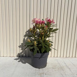 Azaleea Japoneza (Rhododendron) Percy Wiseman, arbust compact cu flori roz somon schimbatoare, vesnic verde pentru sol acid si semiumbra