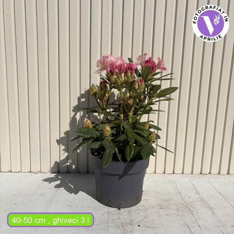 Azaleea Japoneza (Rhododendron) Percy Wiseman, arbust compact cu flori roz somon schimbatoare, vesnic verde pentru sol acid si semiumbra