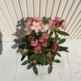 Azaleea Japoneza (Rhododendron) Percy Wiseman, arbust compact cu flori roz somon schimbatoare, vesnic verde pentru sol acid si semiumbra