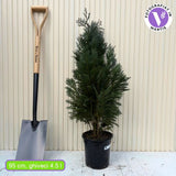 Chiparos Columnaris verde-albastrui, ideal pentru garduri vii sau exemplare solitare, vesnic verde, foarte rezistent