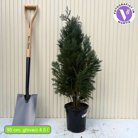 Chiparos Columnaris verde-albastrui, ideal pentru garduri vii sau exemplare solitare, vesnic verde, foarte rezistent