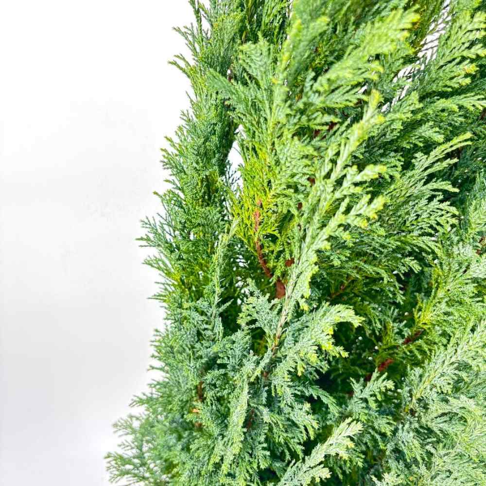 Chiparos Columnaris Ellwoodii, conifer decorativ albastru-verzui, vesnic verde, forma columnara, rezistent la ger