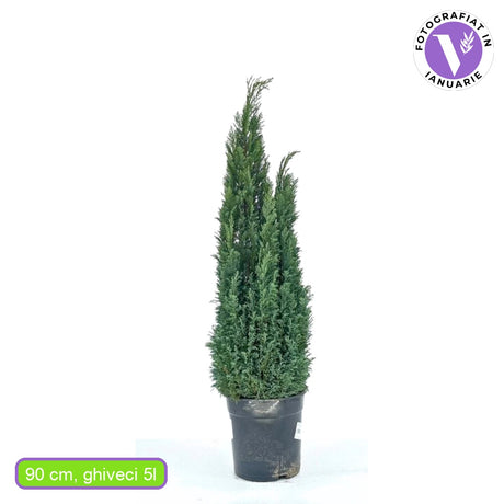 Chiparos Columnaris Ellwoodii, conifer decorativ albastru-verzui, vesnic verde, forma columnara, rezistent la ger