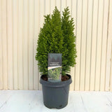 Chiparos Pitic auriu Ellwoods Gold, conifer decorativ galben-auriu, compact, vesnic verde, port conic