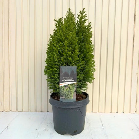 Chiparos Pitic auriu Ellwoods Gold, conifer decorativ galben-auriu, compact, vesnic verde, port conic