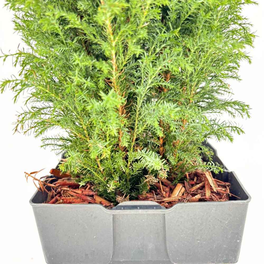 Chiparos Pitic alb-argintiu Ellwoods'S Snow White, conifer decorativ, vesnic verde, varfuri alb-argintii, port conic