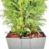 Chiparos Pitic alb-argintiu Ellwoods'S Snow White, conifer decorativ, vesnic verde, varfuri alb-argintii, port conic