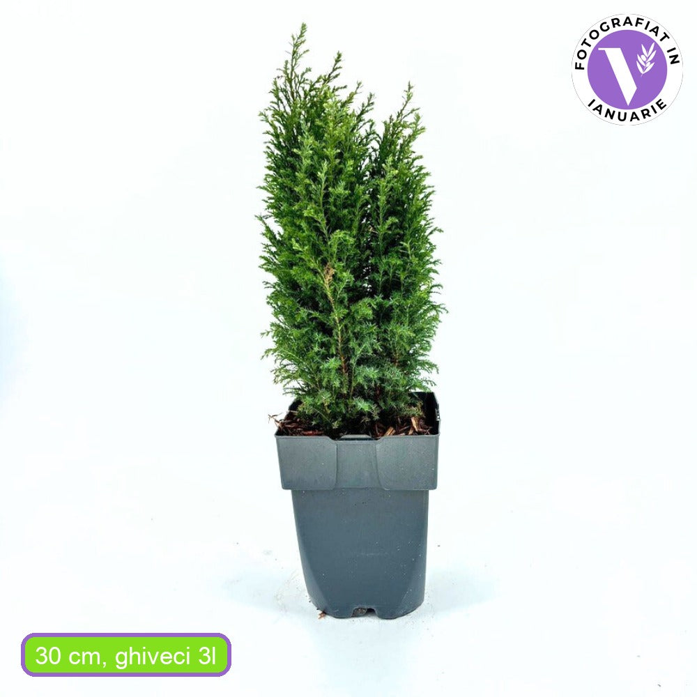 Chiparos Pitic alb-argintiu Ellwoods'S Snow White, conifer decorativ, vesnic verde, varfuri alb-argintii, port conic