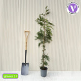 Chiparos Leylandii,  gard viu rapid vesnic verde, crestere rapida, conifer foare rezistent la boli
