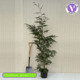 Chiparos Leylandii,  gard viu rapid vesnic verde, crestere rapida, conifer foare rezistent la boli