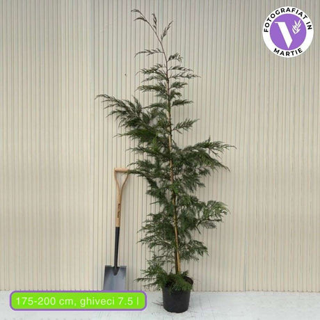 Chiparos Leylandii,  gard viu rapid vesnic verde, crestere rapida, conifer foare rezistent la boli