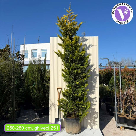 Chiparos Leylandii Gold Rider, conifer decorativ auriu, crestere rapida, gard viu rezistent