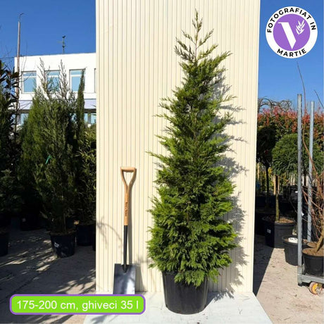 Chiparos Leylandii Gold Rider, conifer decorativ auriu, crestere rapida, gard viu rezistent