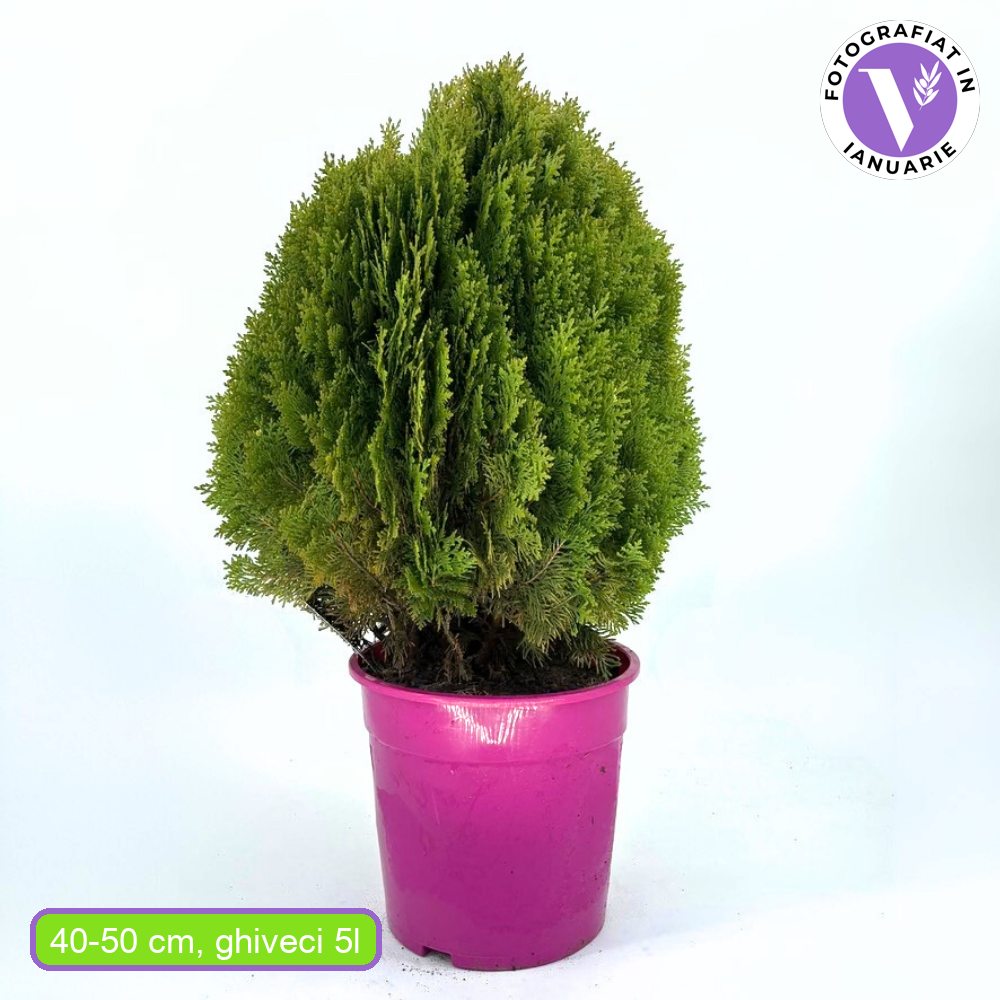 Tuia pitica auriu Aurea Nana (Arborele Vietii), tuia galbena- auriu, decorativ gradina