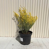 Maturica Auriu Allgold (Cytisus praecox), arbust ornamental galben intens cu inflorire timpurie, rezistent la seceta, pentru gradini insorite