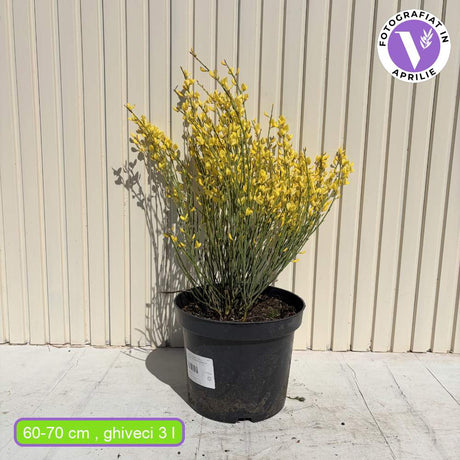 Maturica Auriu Allgold (Cytisus praecox), arbust ornamental galben intens cu inflorire timpurie, rezistent la seceta, pentru gradini insorite