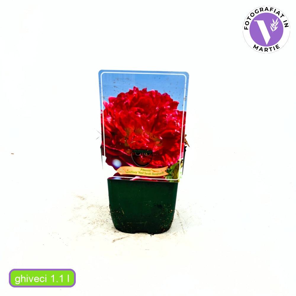 Bujor nobil Red Sarah Bernhardt, cu flori duble rosii si parfum puternic, inradacinat in ghiveci