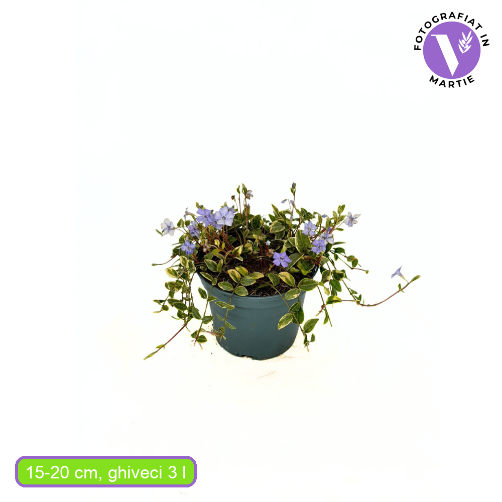 Saschiu cu frunza mica (Vinca Minor) Ralph Shugert, taratoare, vesnic verde, frunze variegate alb-verde, flori mov primavara, semi-umbra sau umbra