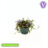 Saschiu cu frunza mica (Vinca Minor) Ralph Shugert, taratoare, vesnic verde, frunze variegate alb-verde, flori mov primavara, semi-umbra sau umbra