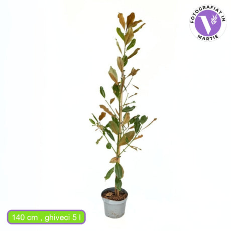 Magnolia grandiflora Purpan, vesnic verde cu flori albe mari parfumate si frunzis lucios, arbore ornamental pentru gradini protejate