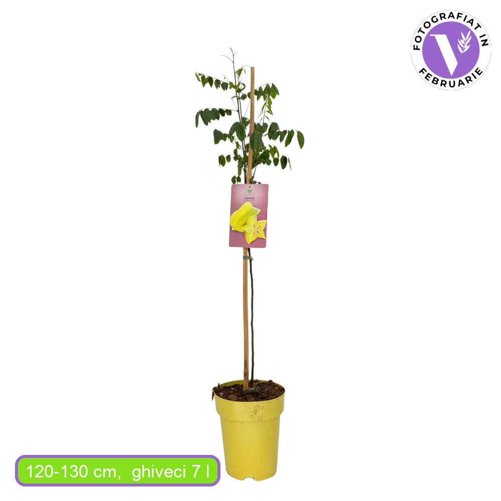 Fructul Stea (Averrhoa carambola), in ghiveci, cu fructe exotice galbene dulci-acrisoare, racoritor, aroma citrica