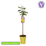 Fructul Stea (Averrhoa carambola), in ghiveci, cu fructe exotice galbene dulci-acrisoare, racoritor, aroma citrica