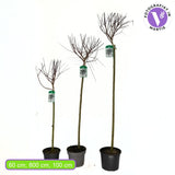 Salcie ornamentala (Salix Palmowa) cu frunze late decorative si crestere rapida, arbore rezistent pentru gradini din Romania