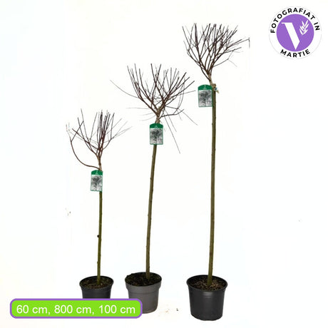 Salcie ornamentala (Salix Palmowa) cu frunze late decorative si crestere rapida, arbore rezistent pentru gradini din Romania