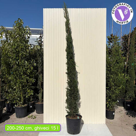 Chiparos Italian Bolgheri, conifer columnar mediteranean, vesnic verde, rezistent la seceta si frig moderat, potrivit pentru ghiveci, alee, poarta, decor mediteranean