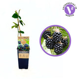 Mur fara spini Rubus fruticosus Thornfree, mur productiv, fructe mari dulci, gradina, an 1 pe rod